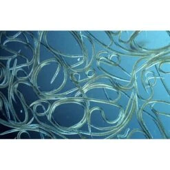 Aquanemix 1.25 V - Doseersproeier Voor Aaltjes -Tuinonderhoudsgereedschap Winkel auquanemix 125 v doseersproeier 1497858309 1 600