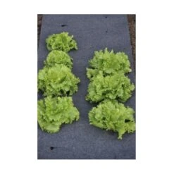 Gronddoek Vilt Met Openingen Voor Sla En Bonen - 60 Cm × 5 M -Tuinonderhoudsgereedschap Winkel gronddoek voor sla en bonen 60 cm x 5 m 1513845998 3 600