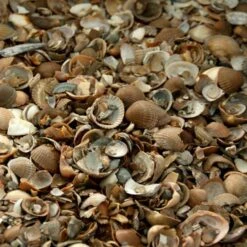 Noordzeeschelpen Gewassen In Big Bag Ca 0,7 M³