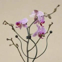 Orchideeënsteun -Tuinonderhoudsgereedschap Winkel orchideensteun 1484052768 4 600