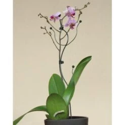 Orchideeënsteun -Tuinonderhoudsgereedschap Winkel orchideensteun 1484052768 5 600