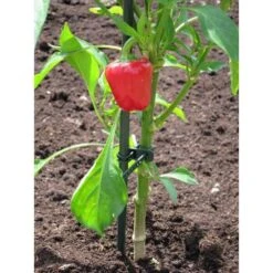 Plantenbinder - Rubber 18 Cm Groen - Set Van 15 Stuks -Tuinonderhoudsgereedschap Winkel plantenbinder rubber 18 cm groen 1672759364 3 600