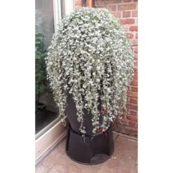 Regenton Antraciet - 360 Liter -Tuinonderhoudsgereedschap Winkel regenton antraciet 360 liter 1566069314 1 600