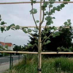 Tree-fix Boombinder 8 Cm - Set Van 50 Stuks -Tuinonderhoudsgereedschap Winkel treefix boombinder 8 cm 1547134388 1 600