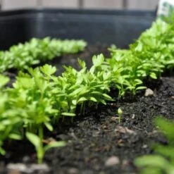 Zaaibak Zwart 57 × 42 × 8 Cm -Tuinonderhoudsgereedschap Winkel zwarte zaaibak 55 x 40 x 8 cm 1484055699 5 600